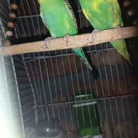 جفت مرغ عشق