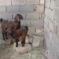 روداب غربی روستای قادرآباد|حیوانات مزرعه|نرماشیر, |دیوار