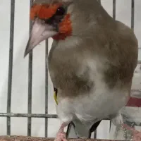 خرید و فروش پرنده طوطی کاسکو|پرنده|شیراز, زرهی|دیوار