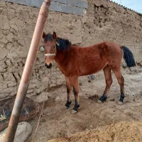 اسب نریان|اسب و تجهیزات اسبسواری|اردبیل, |دیوار