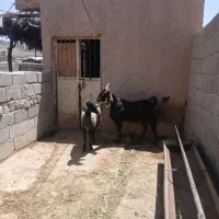 فروش ۲راس گوسفند بز و میش