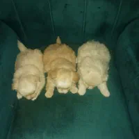 توله نژاد دار اشپیتز