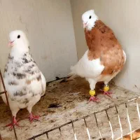 کفتر طوقی زرد هفرنگ بخون توضیحات