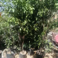درخت|گل و گیاه طبیعی|شیراز, شهرک گلستان|دیوار