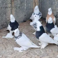 طوقی پاپر سلطنتی|پرنده|مبارکه, |دیوار