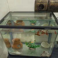 آکواریوم|ماهی|رشت, پاره بیجار|دیوار