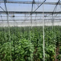 فروش گلخانه صنعتی|فروش دفتر صنعتی، کشاورزی، تجاری|عسگران, |دیوار