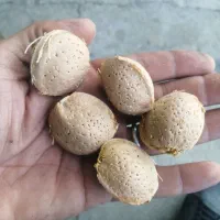 بادام دومغز درشت درجه یک