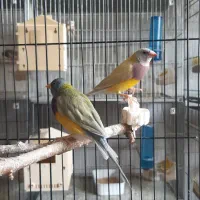 فنچ گلدین زبرا کرواتی بنگالی