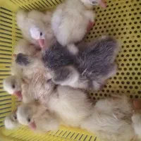 دستگاه جوجه کشی|لوازم جانبی حیوانات|کردکوی, |دیوار