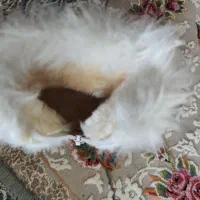 کفش|کفش و لباس بچه|قروه, |دیوار