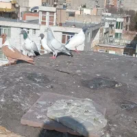 گوباش ۲عددنر۱ماده