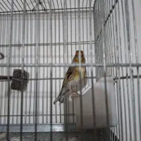 جوجه سهره قناری