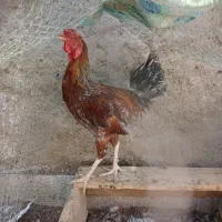 مرغ خروس و غوغاز