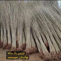 آلو پفکی و نهال صنوبر نگرا|خدمات باغبانی و درختکاری|اردبیل, |دیوار