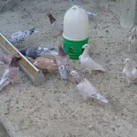 کبوتر نامور|پرنده|قزوین, |دیوار