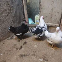 مرغ و خروس گلین جوان