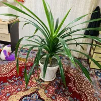 گل بزرگ|گل و گیاه طبیعی|بانه, |دیوار