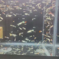 زبرا|ماهی|زنجان, |دیوار