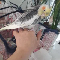 عروس هلندی سخنگو زیبا