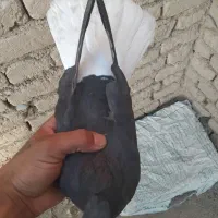 دم سفید ماده