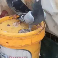 کبوتر|پرنده|ایذه, |دیوار