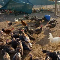 فروش جوجه بوقلمون