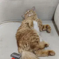 گربه میکس پرشین و dsh