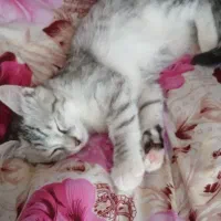 گربه|گربه|سراب, |دیوار