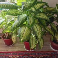 گل دیفن|گل و گیاه طبیعی|کوزران, |دیوار