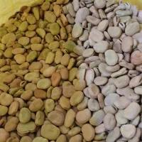 باقالی|خوردنی و آشامیدنی|بستان آباد, |دیوار