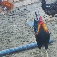 بره.قوچ شال.اصیل۳۰۰۰۰۰۰۰تومان