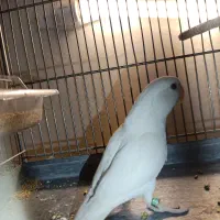 طوطی برزیلی ماده