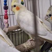 عروس هلندی ماده بالغ