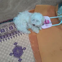 واگذاری سگ