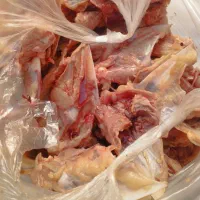 اسکلت مخصوص حیوانات