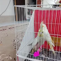 عروس هلندی|پرنده|شاندیز, |دیوار