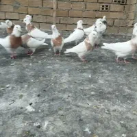 کبوتر|پرنده|ایلام, |دیوار