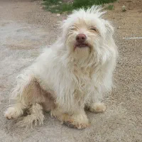 سگ پاکوتاه مودب