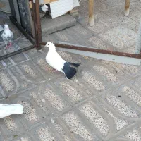 یه ۱۰تا۱۲ کفتر خوب رنگی هوای زیر قیمت معاوضه|پرنده|محمدشهر, محمدشهر|دیوار