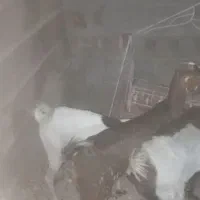 ۴ عدد نزار چاق