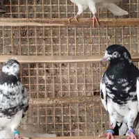 یک جفت کبوتر تیدی