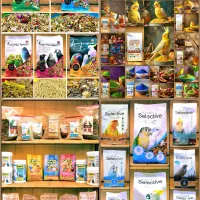 کاسکوشاه طوطی ملنگو راهب گرینچیک عروس هلندی قناری|پرنده|مشهد, هفت تیر (آب و برق)|دیوار