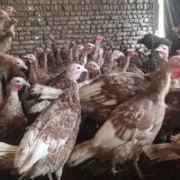 بوقلمون بربون تعداد10 تا نر 20 تا ماده بفروش میرسد|حیوانات مزرعه|دشتابی, |دیوار