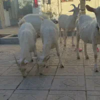 بزکل اصل سانن|حیوانات مزرعه|درمیان, |دیوار