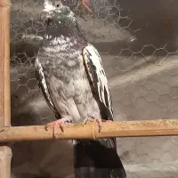 کبوتر رنگی و پاکستانی