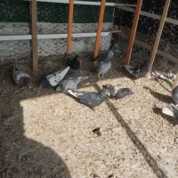 کفتر رنگی و دروگ