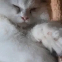 پرشین تربیت شده|گربه|گرگان, |دیوار