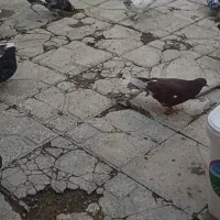 کبوتر|حیوانات|شاهنجرین, |دیوار