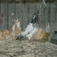 کبوتر پاکستانی عالی عالی